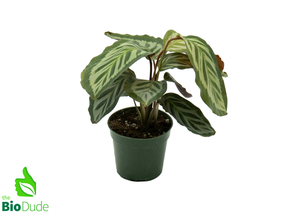 4" Pot Peacock Calathea