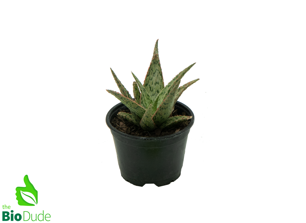 4" Pot Aloe Christmas Carol