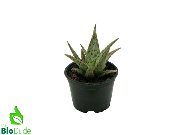 4" Pot Aloe Christmas Carol