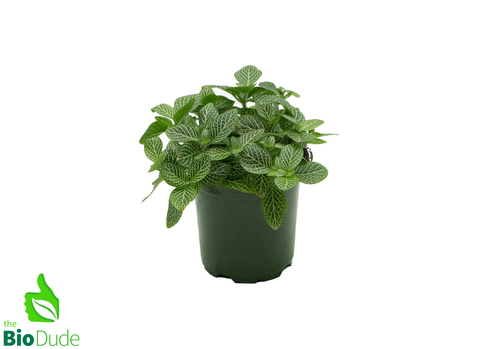 4" Pot Fittonia White