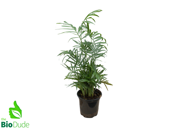 4" Pot Neanthe Bella Palm