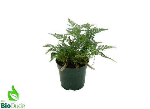 4" Pot Rabbit's Foot Fern