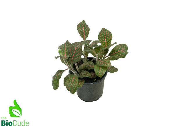 4" Pot Fittonia Red