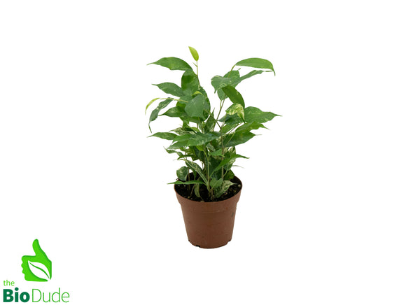 4" Ficus El Dorado