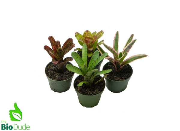 4" Pot Bromeliad Neoregelia - Rooted Mother  *The Dude's Choice*