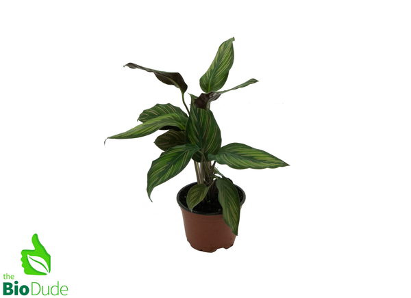 4" Pot Calathea Beauty Star