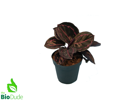 4" Pot Calathea Dottie