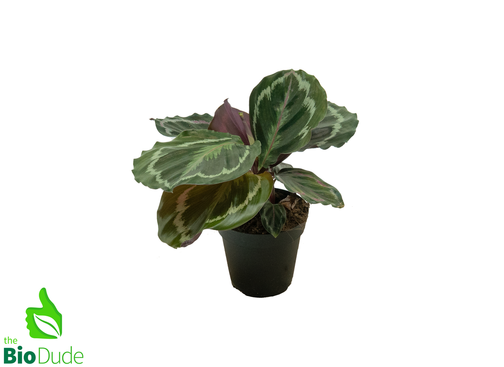 4" Pot Calathea Northern Lights