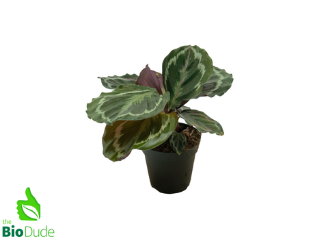 4" Pot Calathea Northern Lights