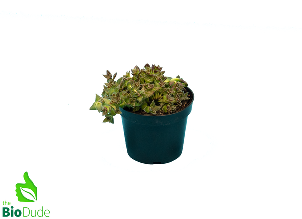 4" Pot Crassula Origami