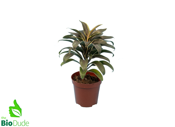 4" Pot Dracaena Cordyline Chocolate Queen