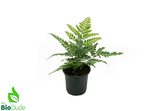 4" Pot East Indian Holly Fern