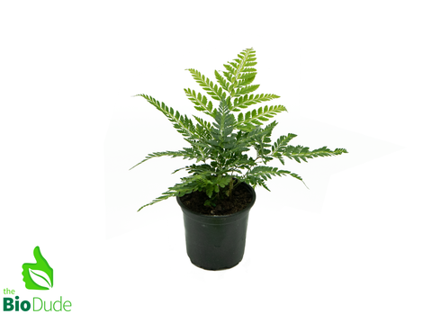 4" Pot East Indian Holly Fern