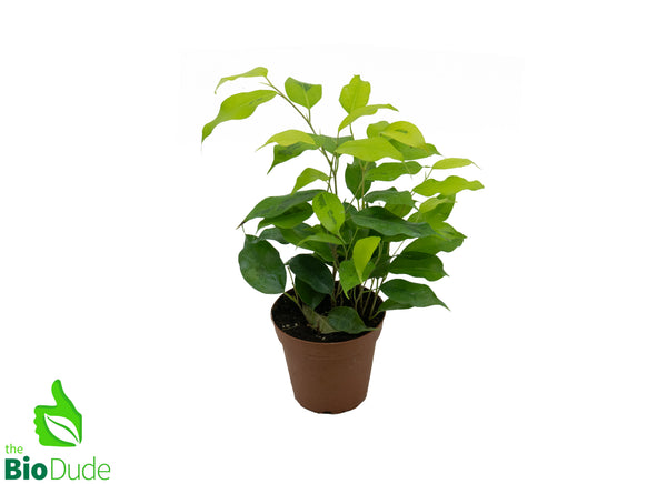 4" Ficus Benjamina Neon Marguerite