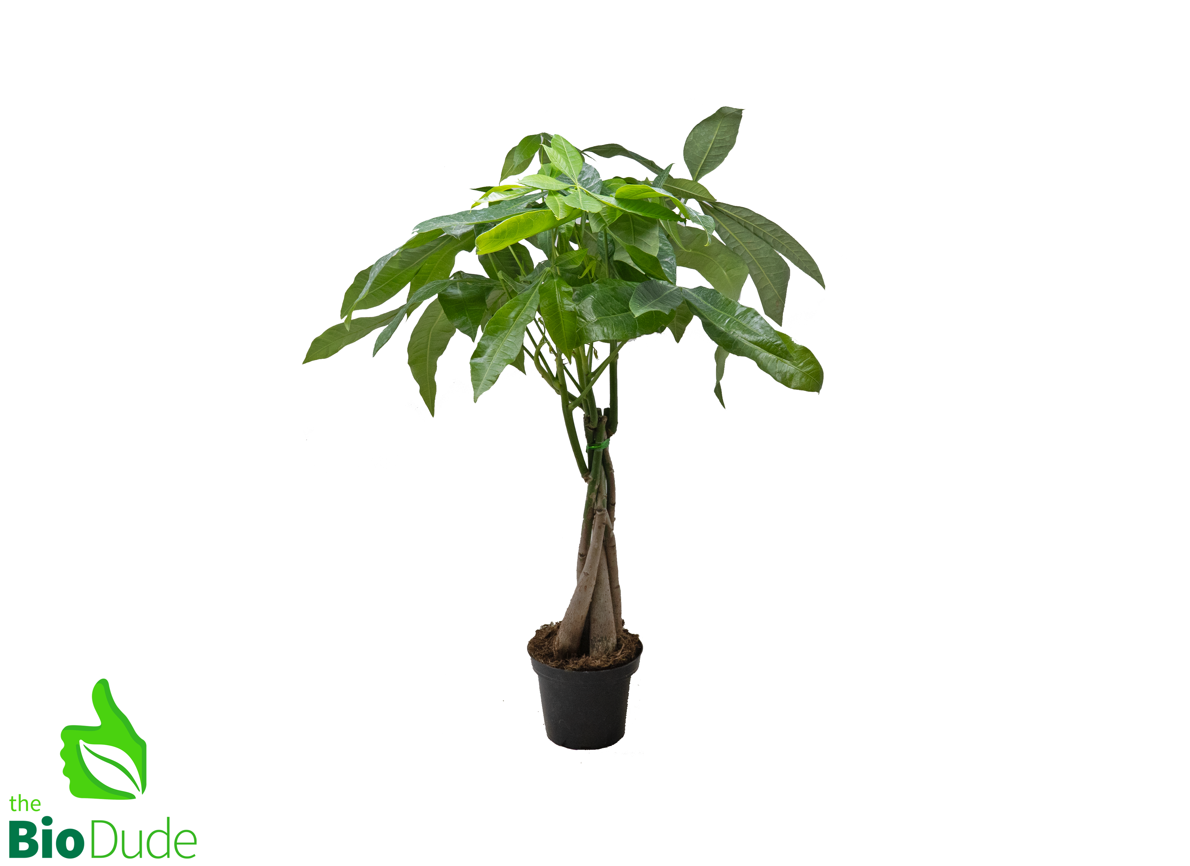 braided money tree 4" Pot Braided Fortune Money Tree w/Multiple Trunks