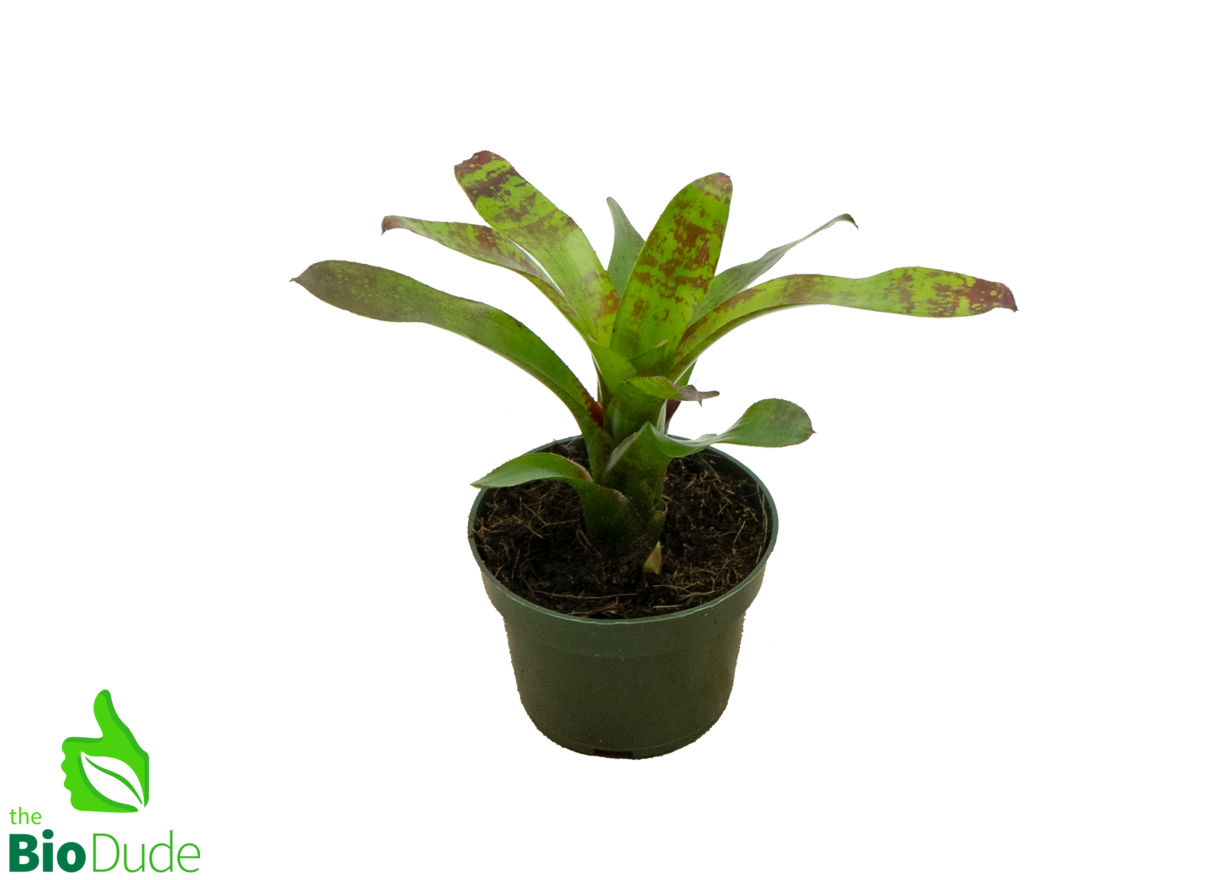 bromeliad plant pots 4" Pot Bromeliad Neoregelia Guacamole