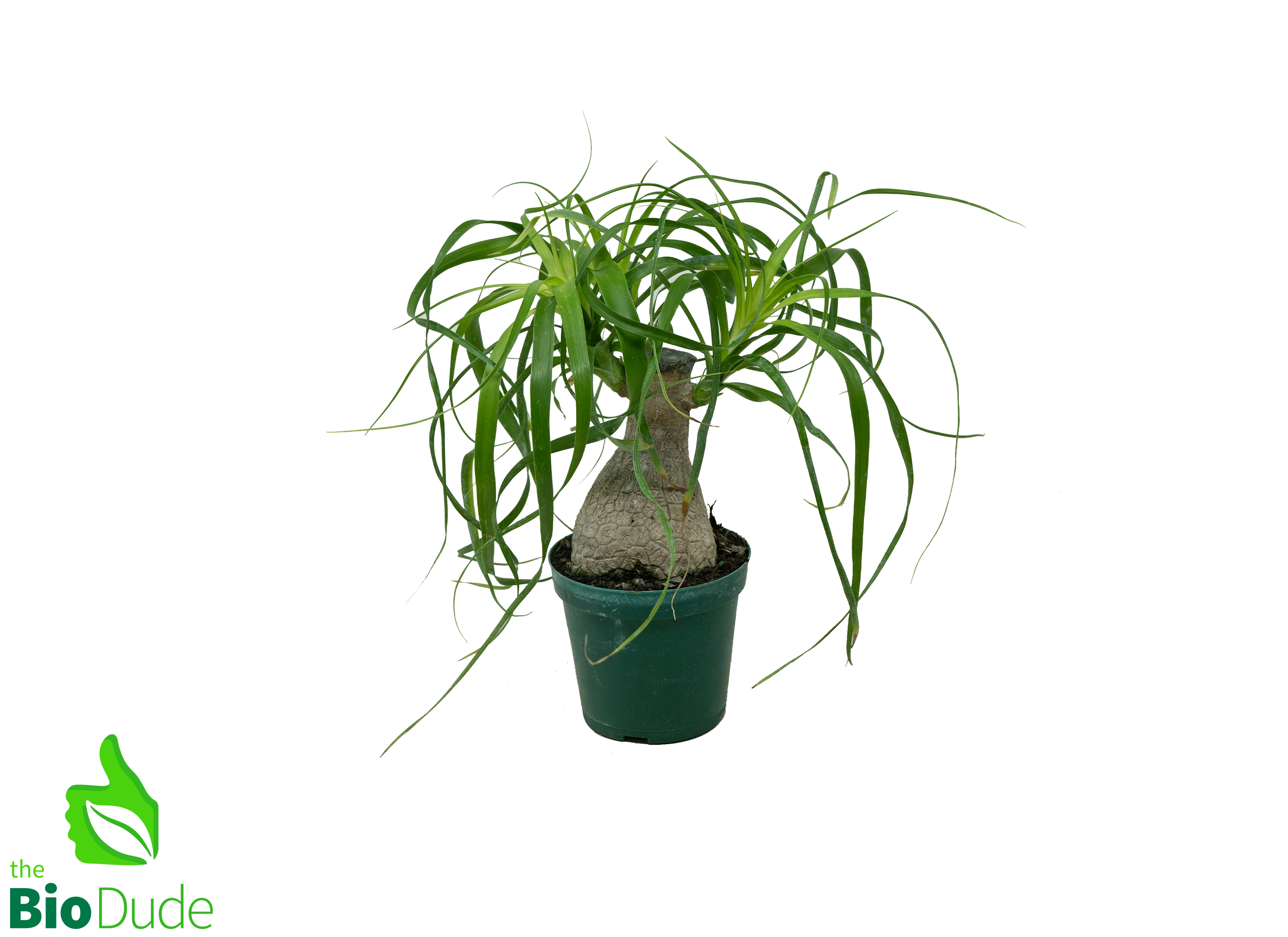 do ponytail palms grow fast 4" Pot Guatemalan Ponytail Palm