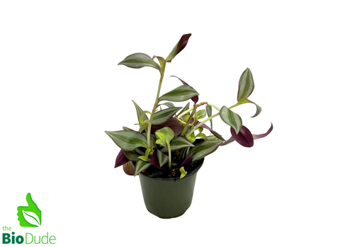 4" Pot Wandering Dude