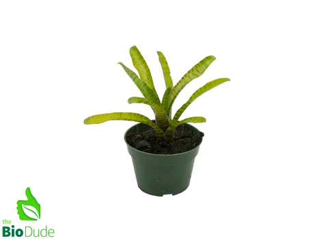 4" Pot Bromeliad Neoregelia Little Tiger