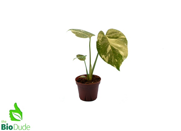 4" Pot Monstera Thai Constellation