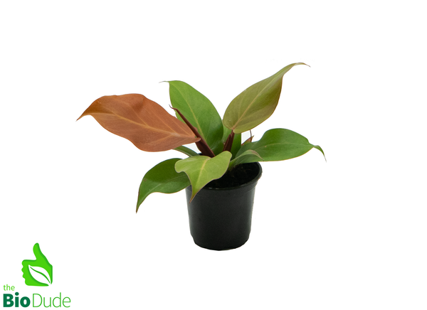 4" Pot Philodendron Cherry Red