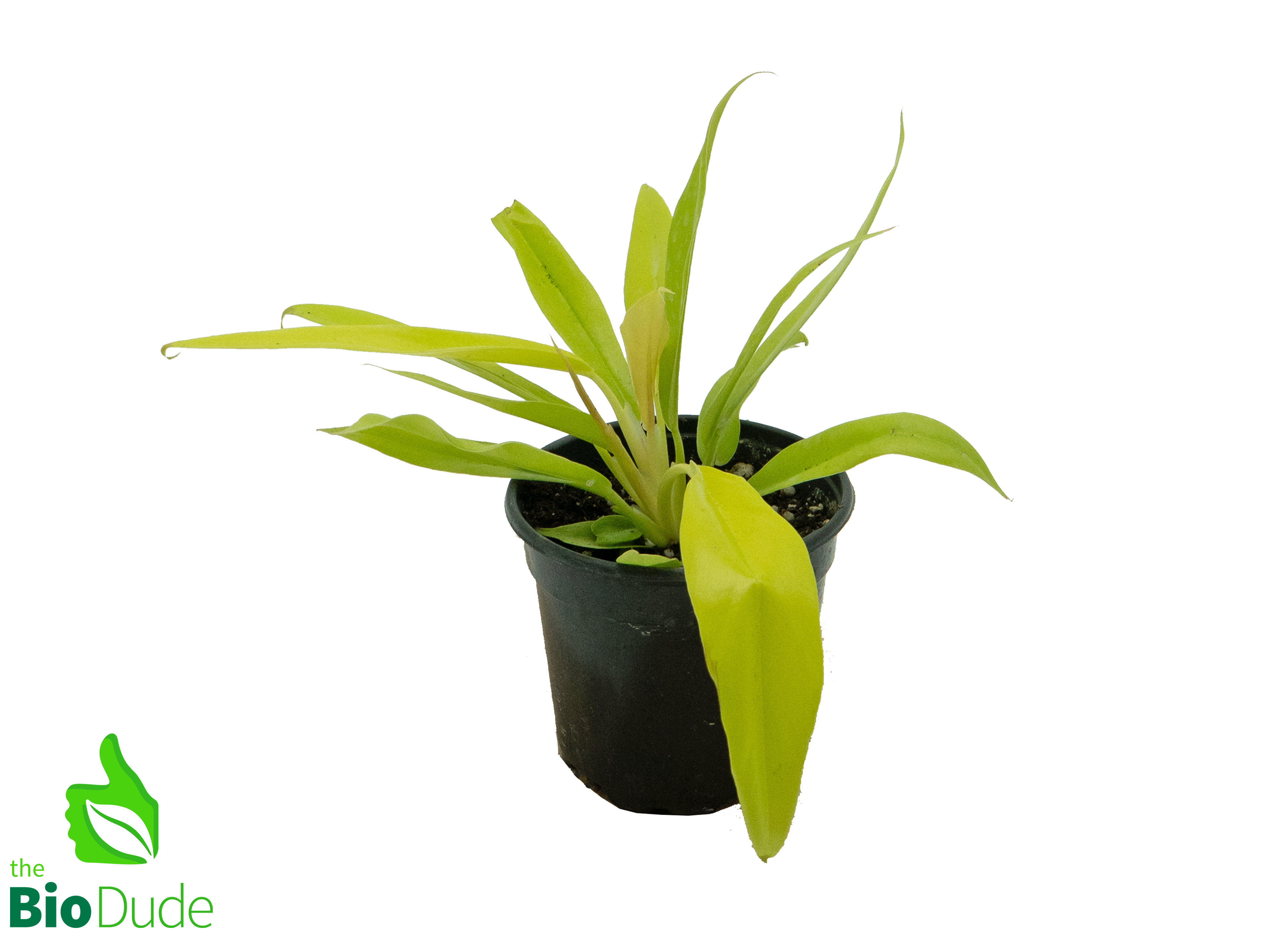 philodendron lemon lime scientific name 4" Pot Sweetheart Philodendron Lemon Lime