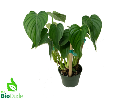 4" Pot Philodendron Peltatum