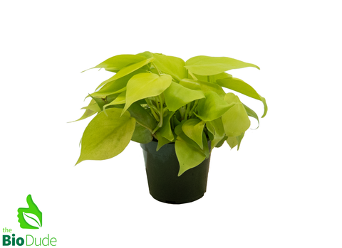 4" Pot Philodendron Golden Crocodile