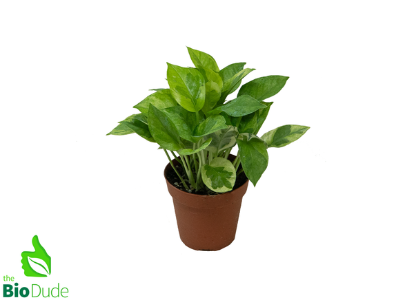 4" Pot Pothos Global Green