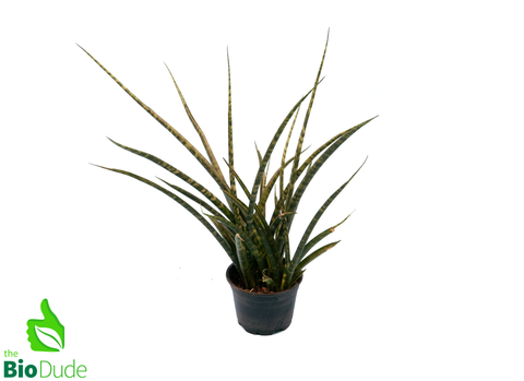 4" Pot Sansevieria Fernwood
