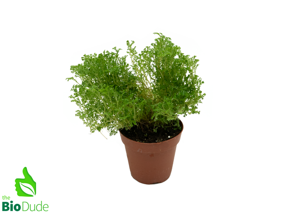 4" Pot Emmeliana Spikemoss/Clubmoss Fern