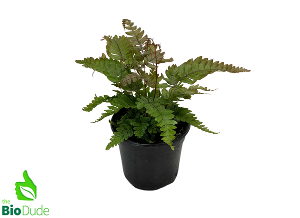 4" Pot Pteris Fern Tricolor