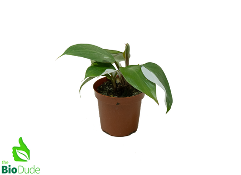 4" Pot Philodendron White Knight