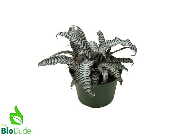 5" Pot Cryptanthus Absolute Zero