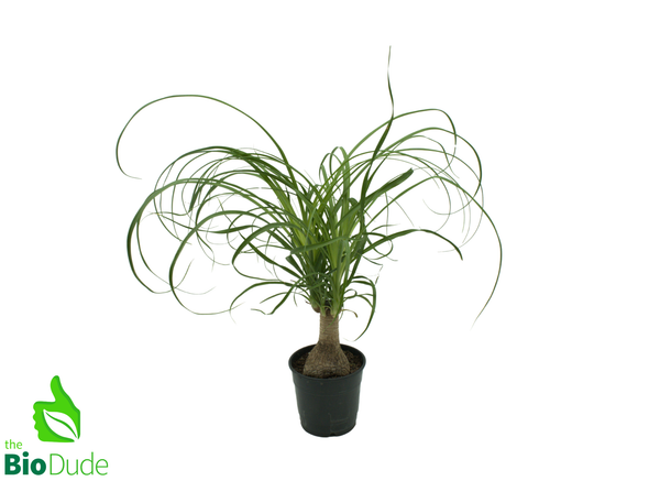 5" Pot Guatemalan Ponytail Palm