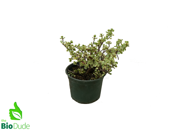 6" Pot Elephant Feed