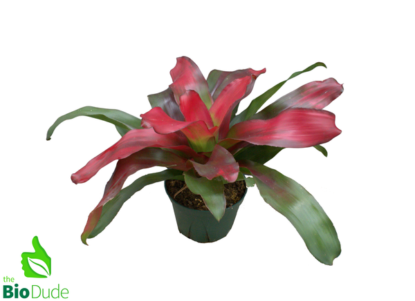 6" Pot Bromeliad Neoregelia - Rooted Mother  *The Dude's Choice*