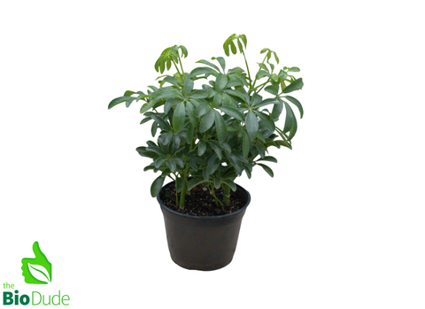 6" Pot Schefflera Green Bush