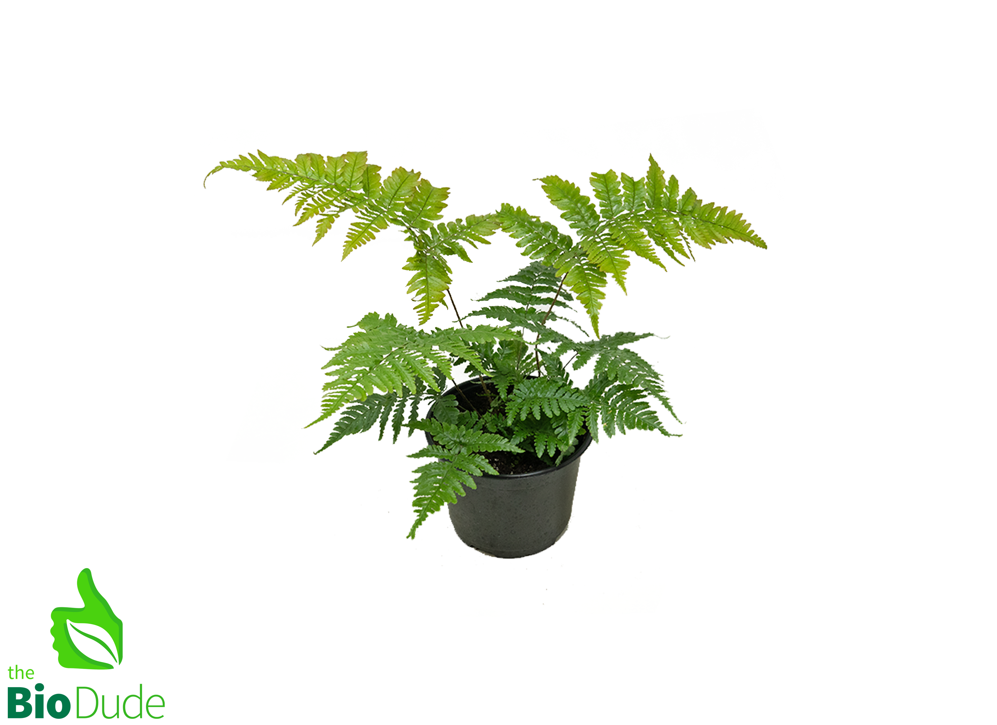pot plant fern Autumn Fern - 6" Hanging Basket