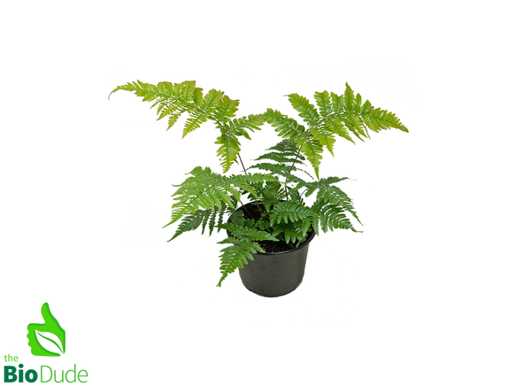 6" Pot Autumn Fern
