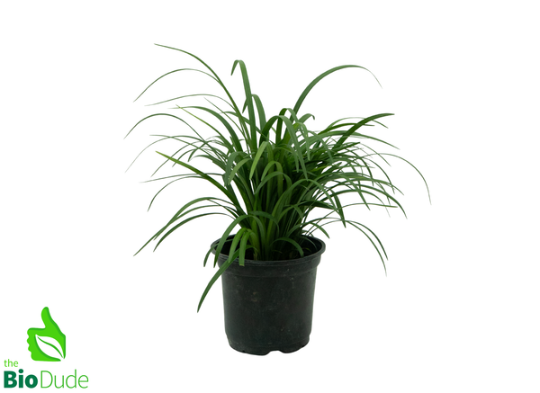 Large 6"/Small 1 Gal Pot - Liriope Grass Super Blue