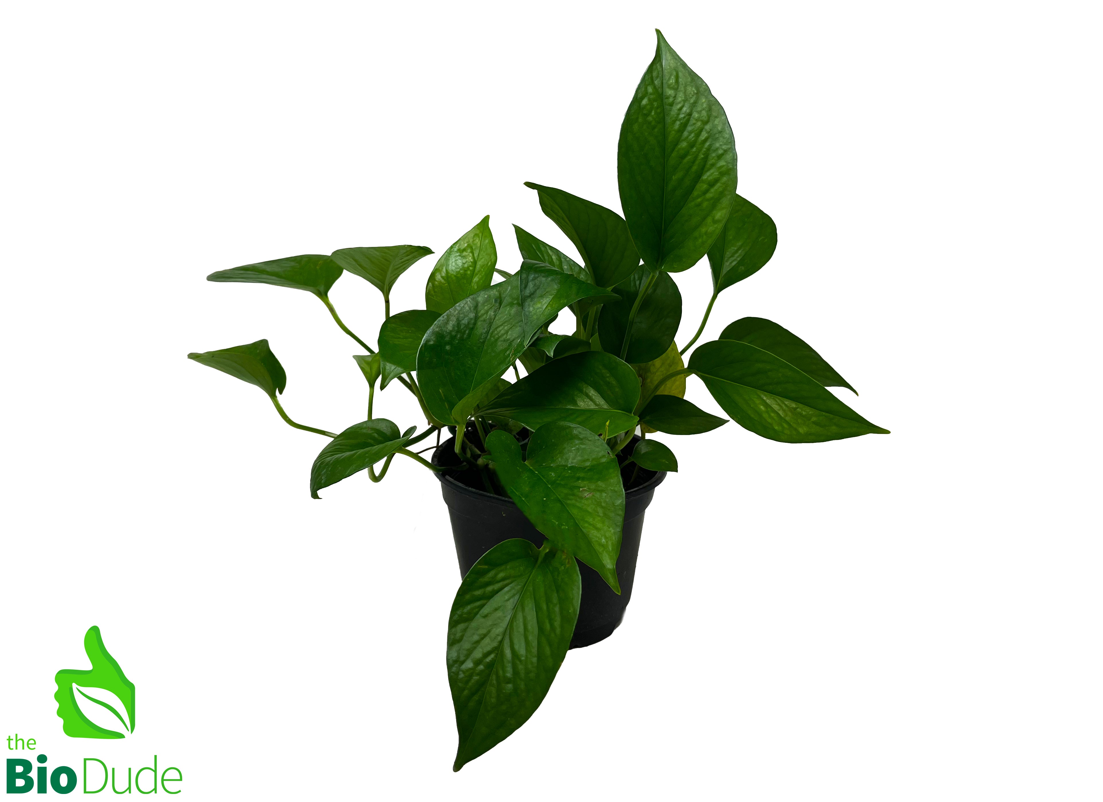 scientific name for pothos 6" Pot Pothos Jade