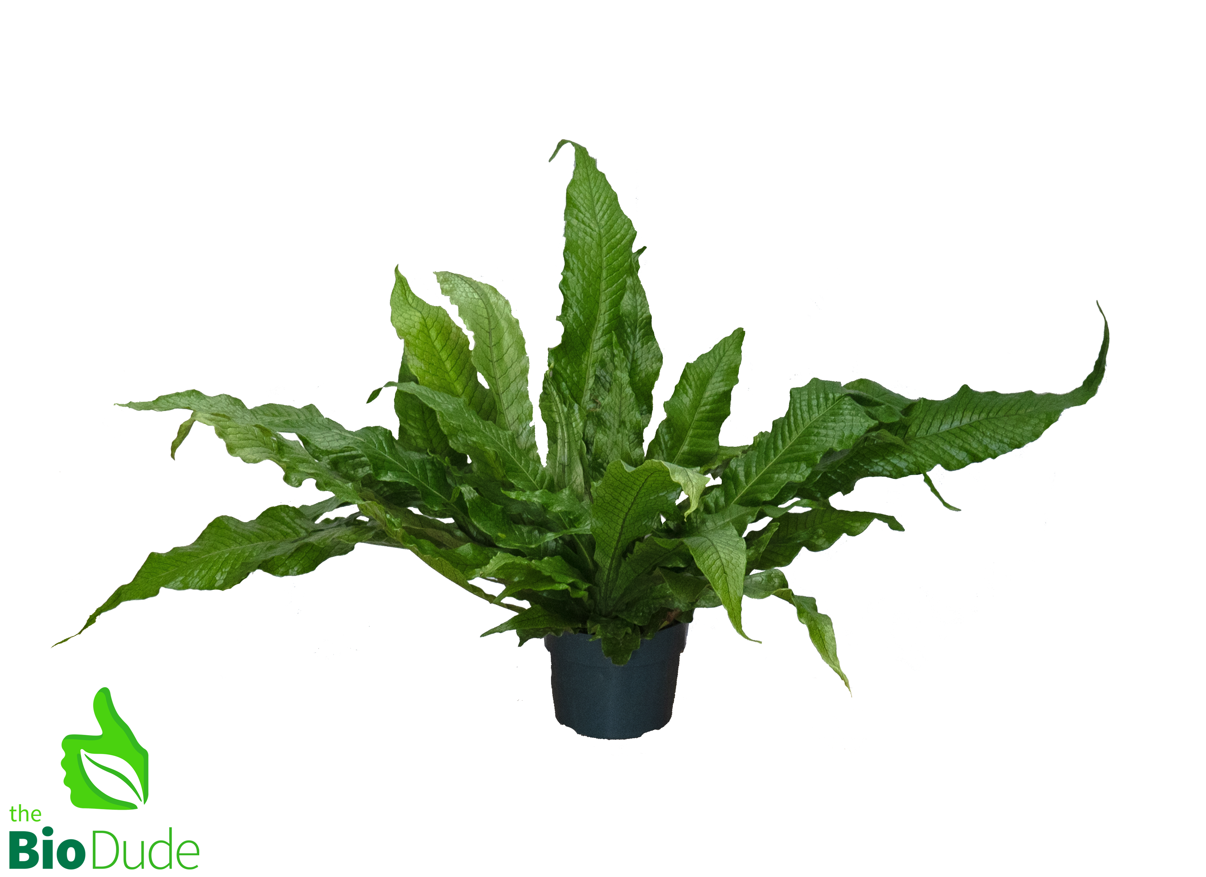 birds nest fern flat Fern 'Crocodile' 6" Pot