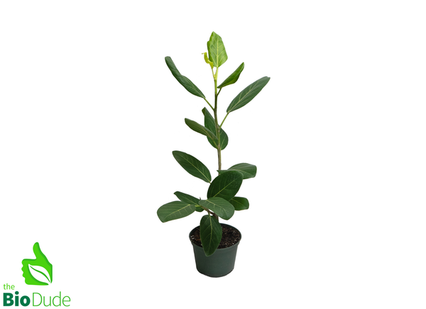 6" Pot Ficus Audrey