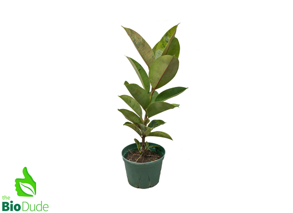 6" Pot Ficus Shivereana