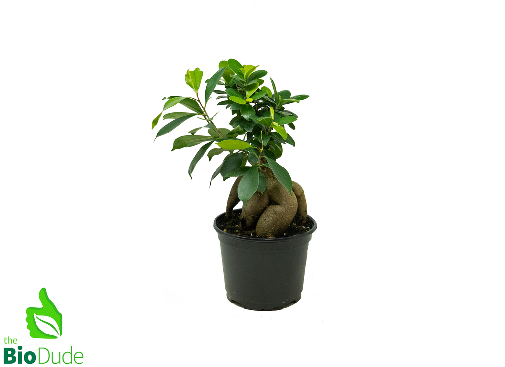 6" Pot Ficus Ginseng