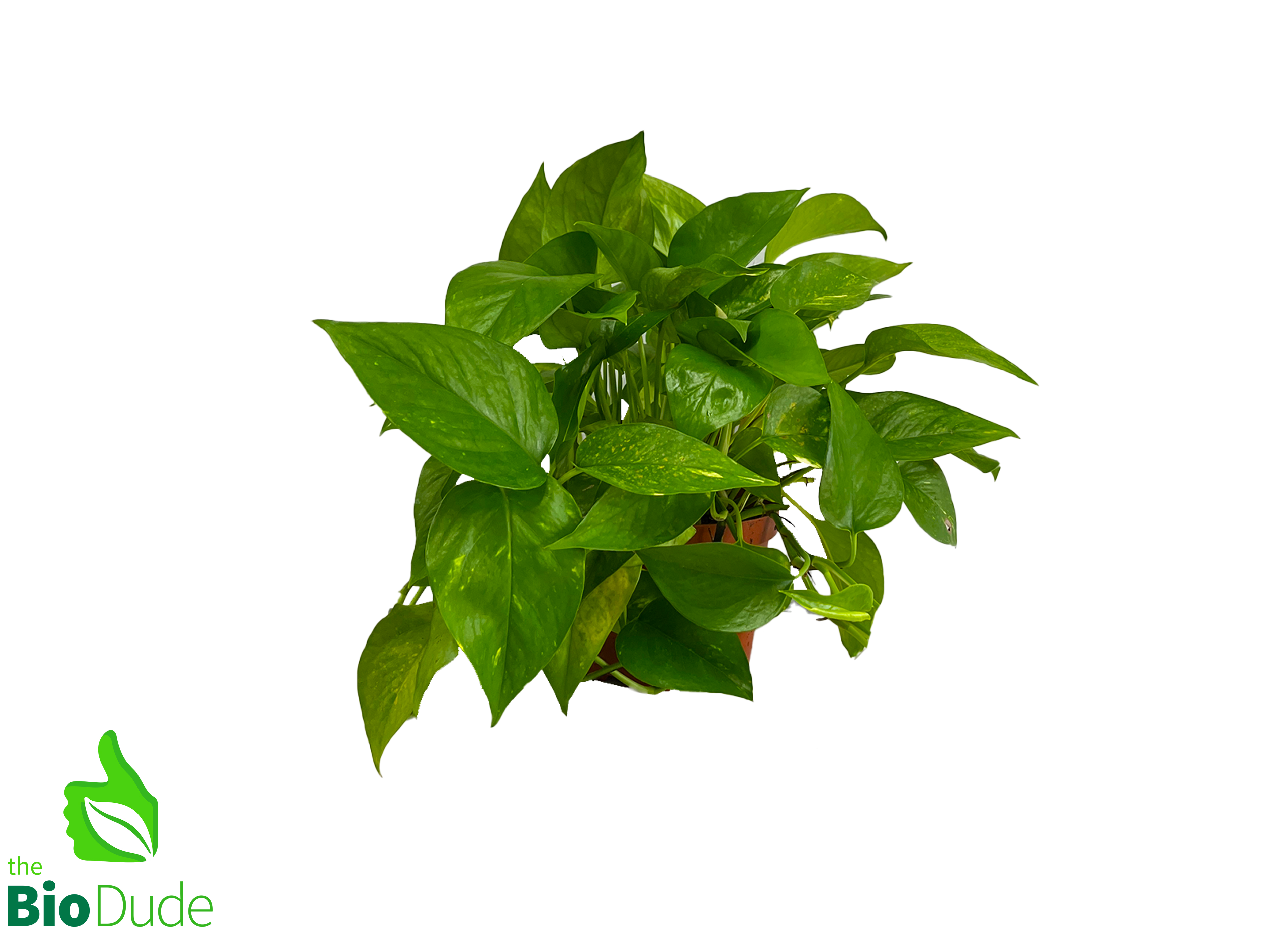 pic of pothos plant 6" Pot Pothos Golden – The Bio Dude