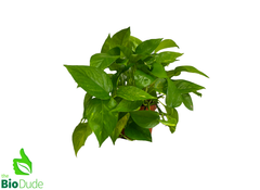 golden pothos temperature tolerance 6" Pot Pothos Golden