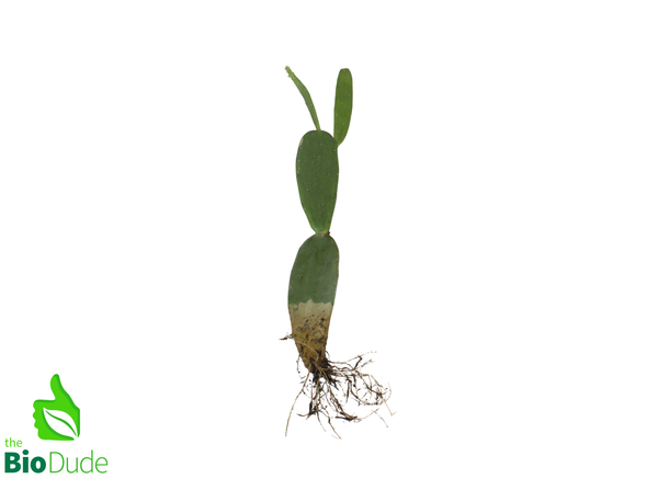 6" Pot Opuntia Cactus Prickly Pear