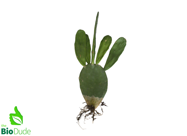 6" Pot Opuntia Cactus Prickly Pear